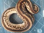 1.1 kweekkoppel python regius, Dieren en Toebehoren, Slang