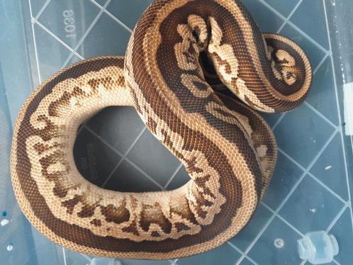 1.1 kweekkoppel python regius, Dieren en Toebehoren, Reptielen en Amfibieën, Slang