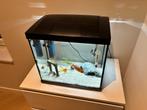 Compleet aquarium met goudvissen, Dieren en Toebehoren, Vissen | Aquaria en Toebehoren, Ophalen, Zo goed als nieuw, Gevuld zoetwateraquarium