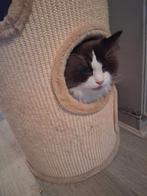 Ragdoll mannetje, Dieren en Toebehoren, Katten en Kittens | Raskatten | Langhaar