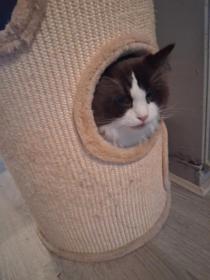 Ragdoll mannetje, Dieren en Toebehoren, Katten en Kittens | Raskatten | Langhaar