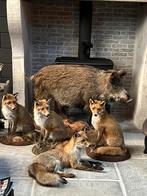 Opgezette vos vossen taxidermie opgezet dier veluwe, Verzamelen, Dierenverzamelingen, Ophalen, Nieuw, Wild dier, Opgezet dier