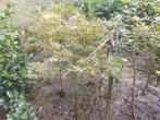 Acer palmatum Dissectum stam 90 cm in pot, Tuin en Terras, Volle zon, Vaste plant, Bloeit niet, Ophalen