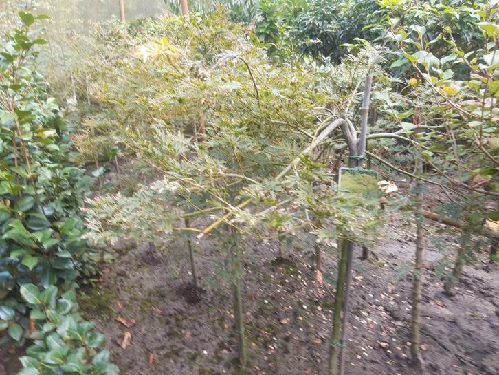 Acer palmatum Dissectum stam 90 cm in pot, Tuin en Terras, Planten | Tuinplanten, Vaste plant, Overige soorten, Volle zon, Bloeit niet