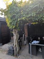 Blauwe Regen Wisteria** heel groot**, Ophalen, Volle zon, Overige soorten, 250 tot 400 cm