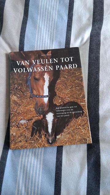 Van Veulen tot Volwassen Paard - Uitstekende Staat beschikbaar voor biedingen