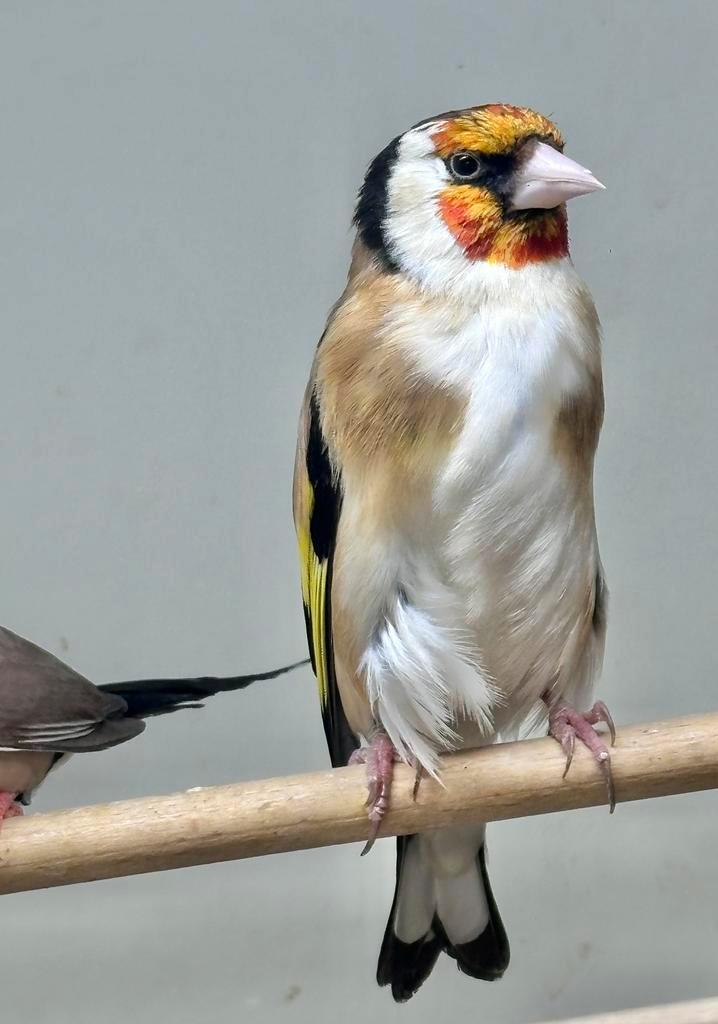 Majoor putters, Dieren en Toebehoren, Vogels | Overige Vogels, Wildzangvogel, Meerdere dieren