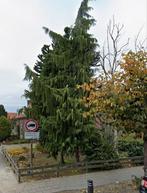 Boom zelf uitgraven en meenemen, Tuin en Terras, Planten | Bomen, Ophalen