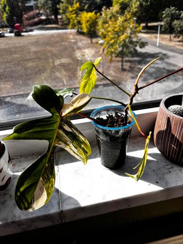 philodendron florida beauty beschikbaar voor biedingen