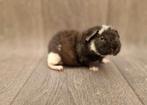 Cavia beertje 1, Dieren en Toebehoren, Cavia, Mannelijk, Mei, Tam