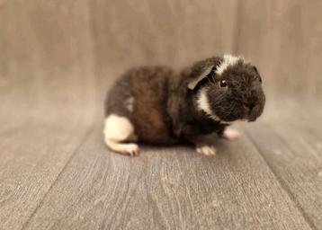 Cavia beertje 1 beschikbaar voor biedingen