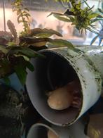2 axolotls met Aquarium en toebehoren, Dieren en Toebehoren, Schildpad