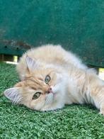 Britse Langhaar met stamboom – zoekt een liefdevol huis, Dieren en Toebehoren, Katten en Kittens | Raskatten | Langhaar, Poes