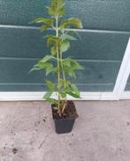 Eupatorium cannabinum, Vaste plant, Halfschaduw, Zomer, Ophalen