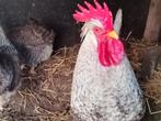 Kuikens van Cream legbar kippen 100% hen garantie, Dieren en Toebehoren, Pluimvee, Vrouwelijk, Kip
