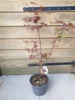 Acer palmatum Atropurpureum, Ophalen, Bloeit niet, Overige soorten, Halfschaduw