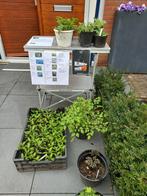 Tuinplanten en stekken, opbrengst voor Klimmen tegen MS, Tuin en Terras, Ophalen