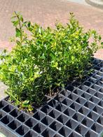 Ilex Crenata Green Hedge plantjes, Tuin en Terras, Ophalen, Overige soorten, Haag, Minder dan 100 cm