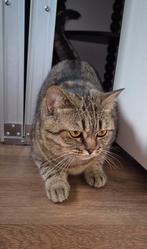 Britse korthaar poes, Dieren en Toebehoren, Katten en Kittens | Raskatten | Korthaar, Poes