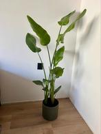 strelizia 155cm hoog, Huis en Inrichting, Kamerplanten, Ophalen, Overige soorten