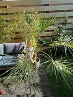 Grote palm binnen en in de zomer buiten, Ophalen, Zomer, Overige soorten, Volle zon