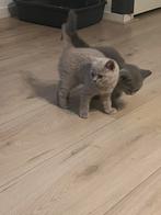 2 laatste prachtige britse korthaar kittens - Blauw & Lilac, Meerdere dieren, Ontwormd, 0 tot 2 jaar