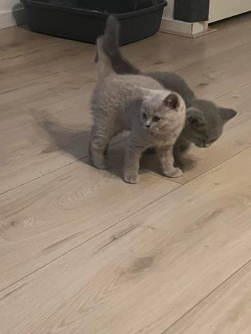 2 laatste prachtige britse korthaar kittens - Blauw & Lilac beschikbaar voor biedingen