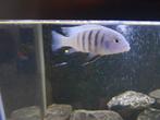 Te koop malawi,botia en algeneter, Vis