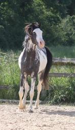 Arabische DW19 hengst, Dieren en Toebehoren, Hengst