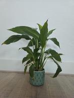 Lepelplant (Spathiphyllum), Huis en Inrichting, Kamerplanten, Ophalen of Verzenden