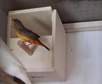 Goudbuikje (man), Mannelijk, Tropenvogel