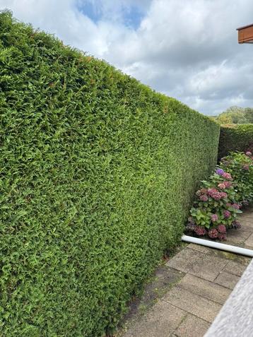 Goedkope tuinman! Tuinonderhoud en/of reinigingswerken beschikbaar voor biedingen