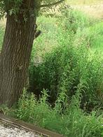 Bod op grasparkieten gevraagd, Meerdere dieren, Parkiet