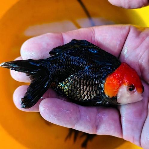 Carrasius auratus, Dieren en Toebehoren, Vissen | Aquariumvissen, Vis