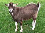 Te koop Toggenburger bok, Dieren en Toebehoren, Schapen, Geiten en Varkens, Mannelijk, Geit, 0 tot 2 jaar
