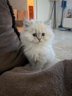 Britse langharige Silver shaded kitten, Meerdere dieren