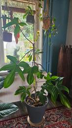 Philondendron pedatum / Florida, Ophalen, 100 tot 150 cm, Overige soorten, Halfschaduw