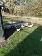 Te koop broedeieren van een lakenvelder, Dieren en Toebehoren, Pluimvee, Geslacht onbekend, Kip