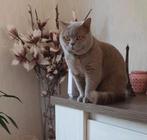 Prachtige britse korthaar dekkater kleur lilac, 0 tot 2 jaar