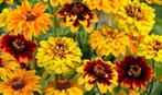 03/ zaden Mexicaanse Zinnia - zinnia Haageana, Tuin en Terras, Bloembollen en Zaden, Ophalen of Verzenden, Voorjaar, Volle zon