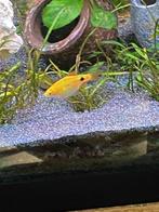 (Ruilen) een koppeltje prachtbarbeel rosy red, Dieren en Toebehoren, Vissen | Aquariumvissen, Vis, Zoetwatervis