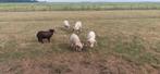 Ouessant schapen rammen, Dieren en Toebehoren, Mannelijk, Schaap, 3 tot 5 jaar