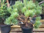 Pinus sylvestris chantry bleu, Ophalen, Zomer, Volle zon