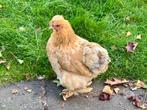 Cochin kriel-USA zijdehoen mix - hen van 2 jaar oud, Vrouwelijk, Kip