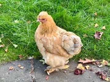 Cochin kriel-USA zijdehoen mix - hen van 2 jaar oud beschikbaar voor biedingen