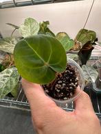 Anthurium red sinus hofmanii stamstek, Huis en Inrichting, Kamerplanten, Ophalen, Halfschaduw, Minder dan 100 cm