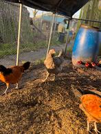 Kippen te koop, Meerdere dieren, Kip