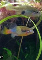 Redtail splitfin (Xenotoca Doadrioi), Vis