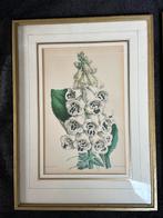 1893 J Andrews botanisch lithografie Vingerhoedskruid, Antiek en Kunst, Ophalen of Verzenden