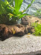 YELLOW FIRE NEON BACKSTRIPE GARNALEN, Dieren en Toebehoren, Vissen | Aquariumvissen, Kreeft, Krab of Garnaal